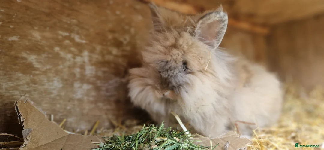 Lionhead rabbits for sale: Purebred double-maned friendly young lionhead boy - Advert 2