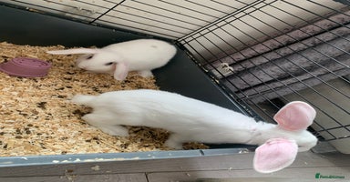 Mini Lop rabbits - Advert 11
