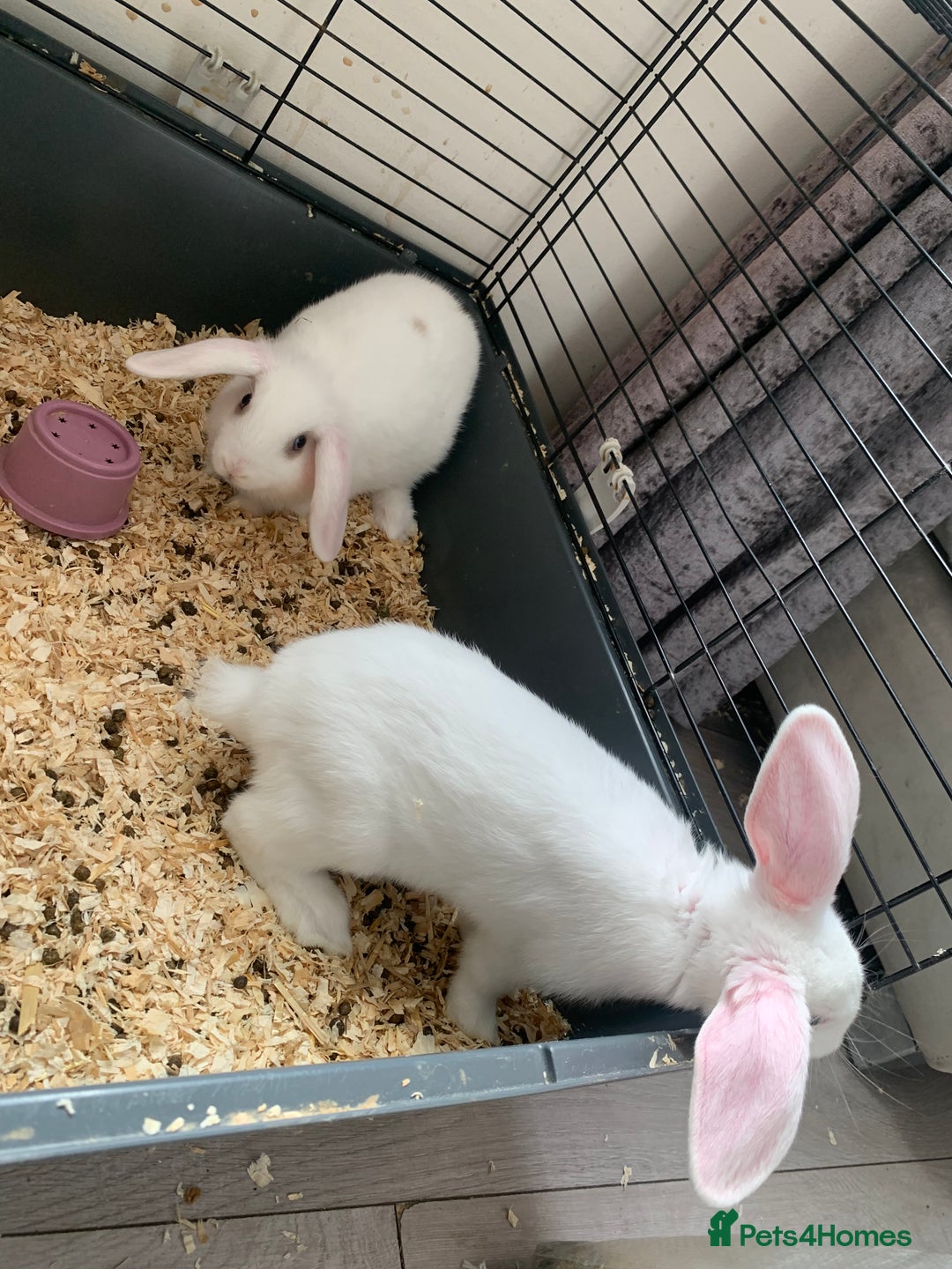 Mini Lop rabbits for sale: Baby bunnies girls and boys  - Image 3