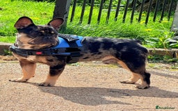 French Bulldog dogs for sale: French bulldog kc registered  - Image 2