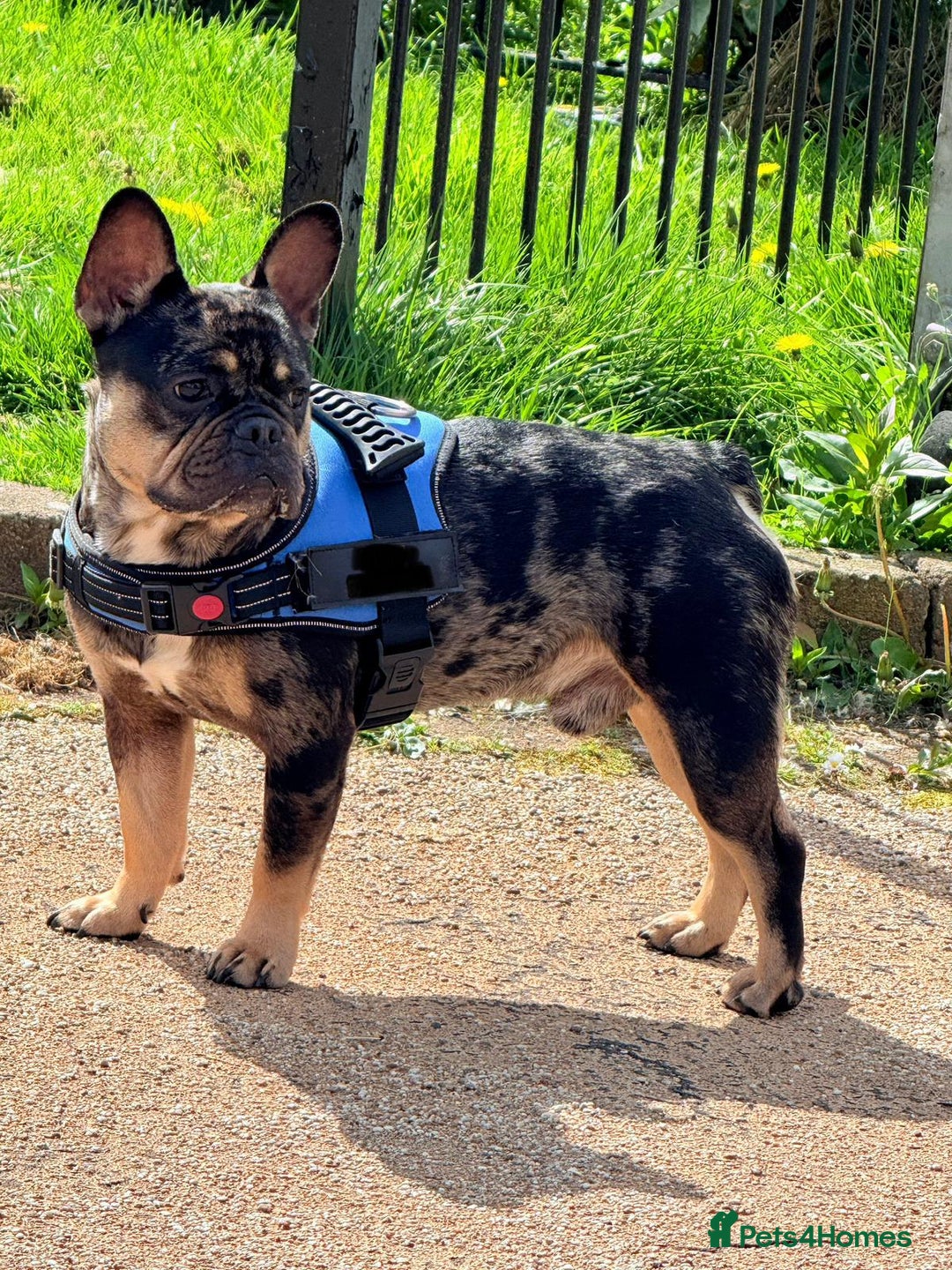 French Bulldog dogs for sale: French bulldog kc registered  - Image 2