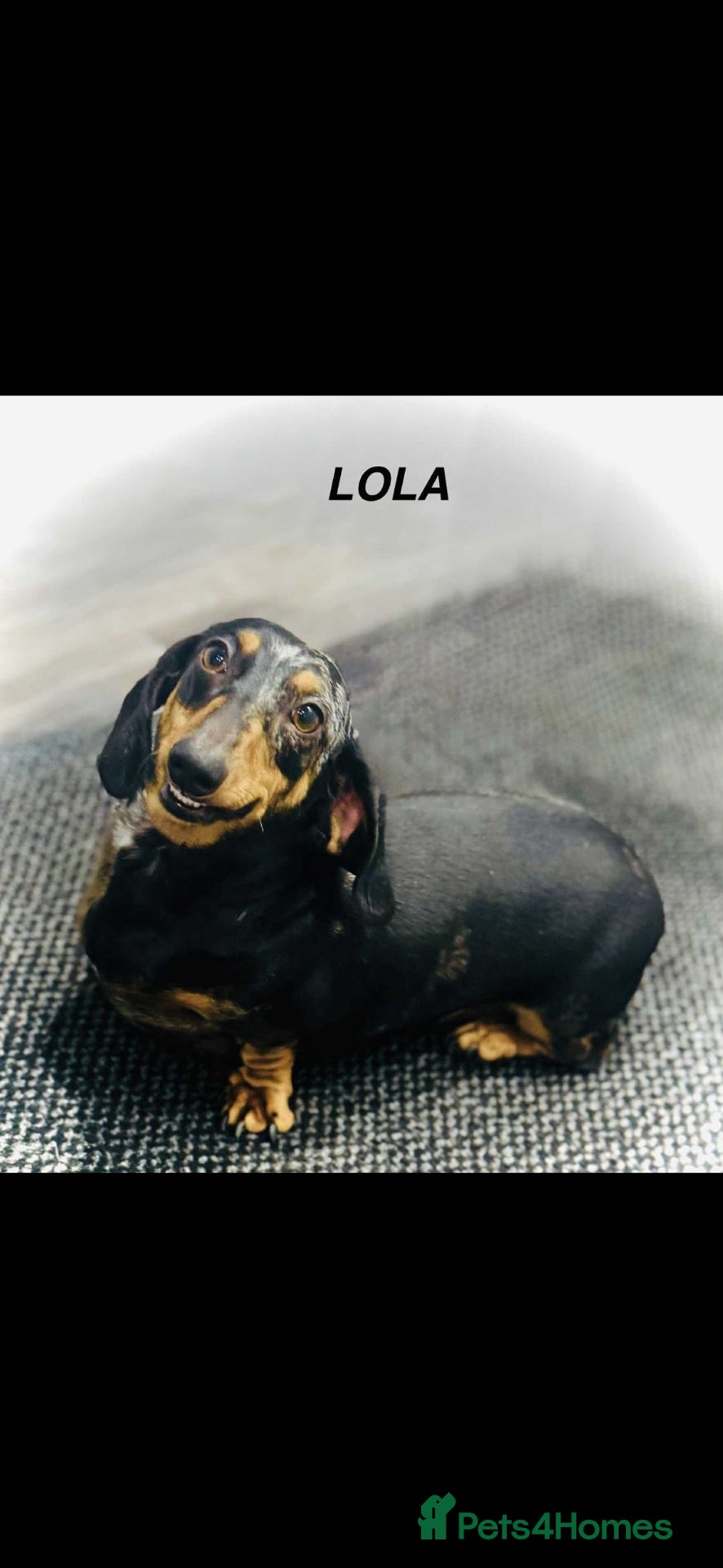 Dachshund dogs Miniature dachshunds - Advert 2