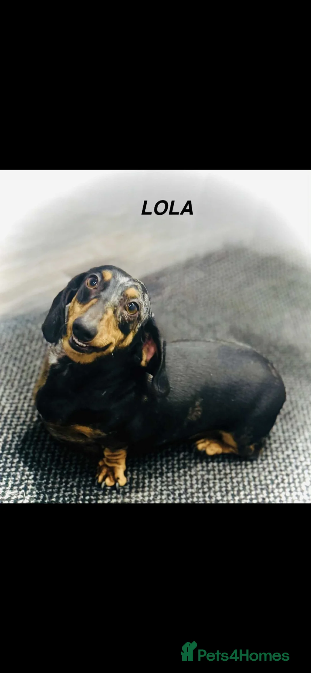 Dachshund dogs for sale: Miniature dachshunds - Advert 2