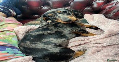 Miniature Dachshund dogs - Advert 7