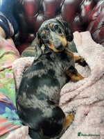 Miniature Dachshund dogs - Advert 6