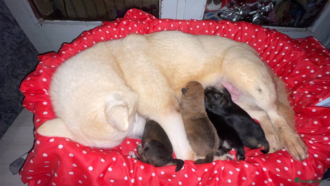 Mixed Breed dogs for sale: *only 1 male left* Malkita puppies 4 boys - Advert 1