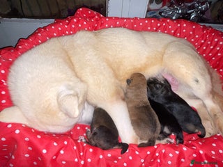 Mixed Breed dogs - Advert 34