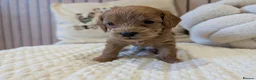 Cavapoo dogs for sale: BEAUTIFUL F1B CAVAPOO PUPPIES  - Advert 40