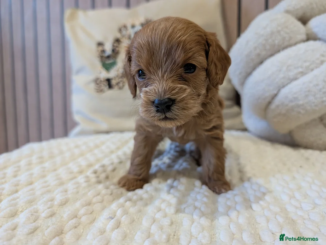 Cavapoo dogs for sale: BEAUTIFUL F1B CAVAPOO PUPPIES  - Advert 40