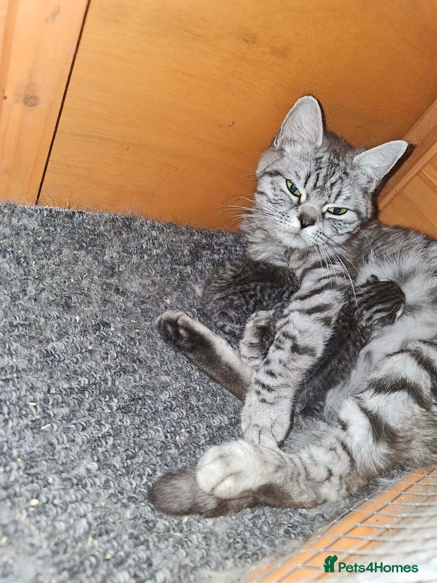 British Shorthair cats Male silver tabby british shorthair  - Advert 4