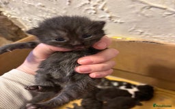 Mixed Breed cats for sale: British shorthair cross kittens - Image 5