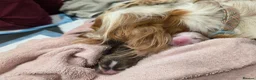 Cocker Spaniel dogs for sale: 🧡🐾🧡Beautiful Cocker Spaniel Puppies coming soon - Advert 9