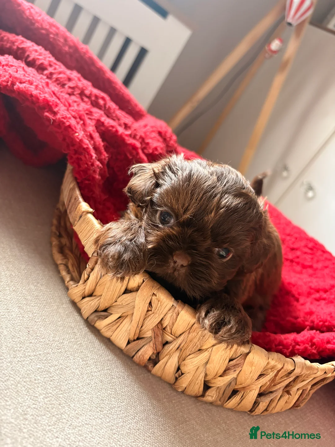 Shih Tzu dogs for sale: Beautiful litter of chocolate Shih Tzu puppies! - Advert 2