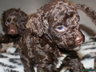 Cockapoo dogs Exceptional health tested American Cockapoos - Advert 5