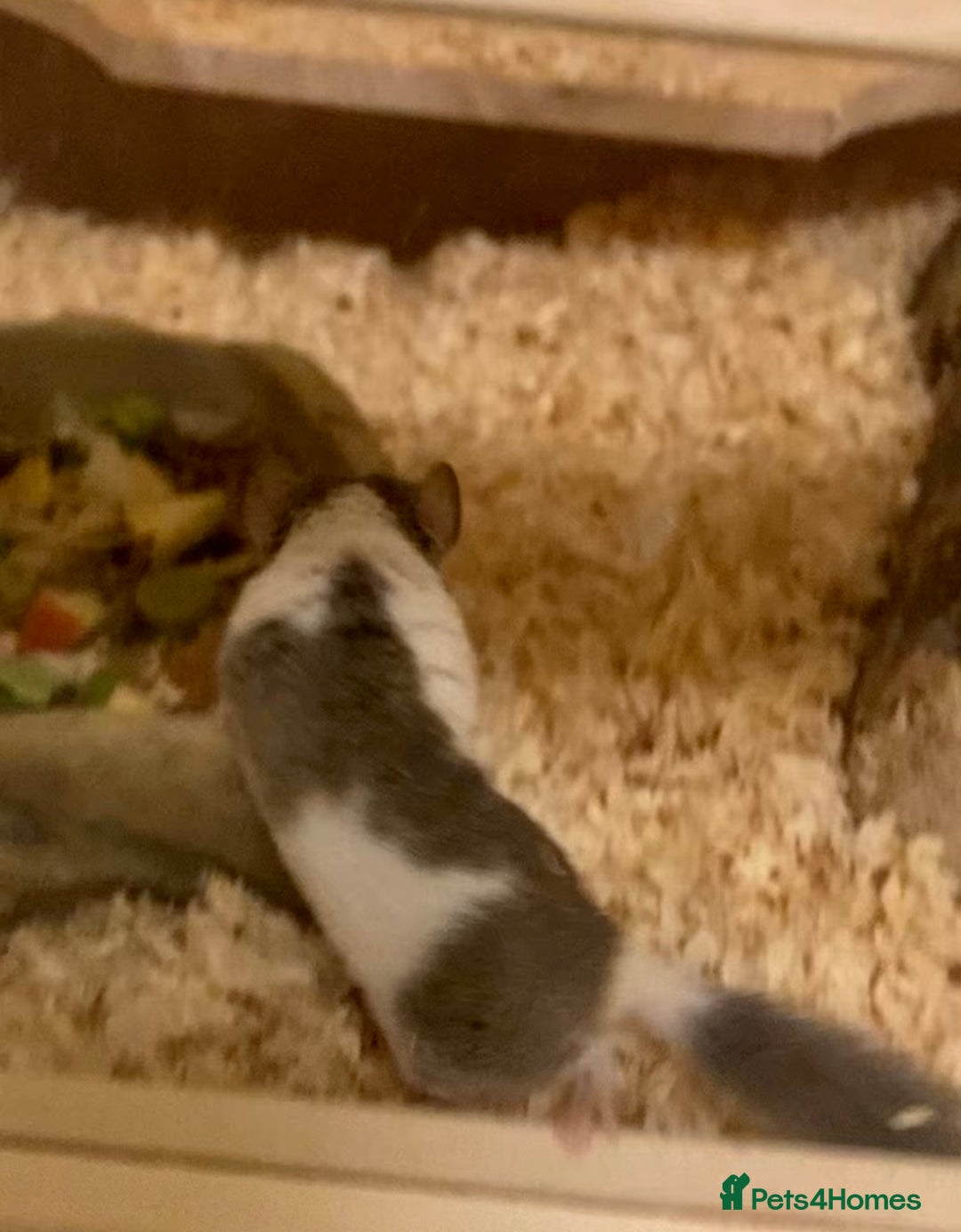 Mouse rodents for sale: African Pygmy dormice micro squirrel  - Advert 3