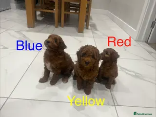 Cockapoo dogs ✨ Cockapoo Puppies – Family‑Raised Well‑Handled ✨ - Advert 2