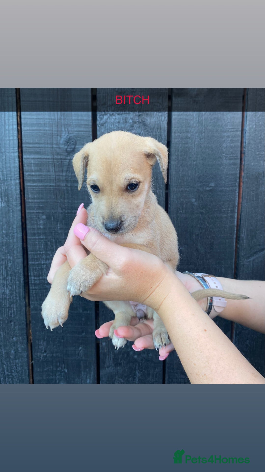 Lurcher dogs for sale: Lurcher puppies  - Image 4