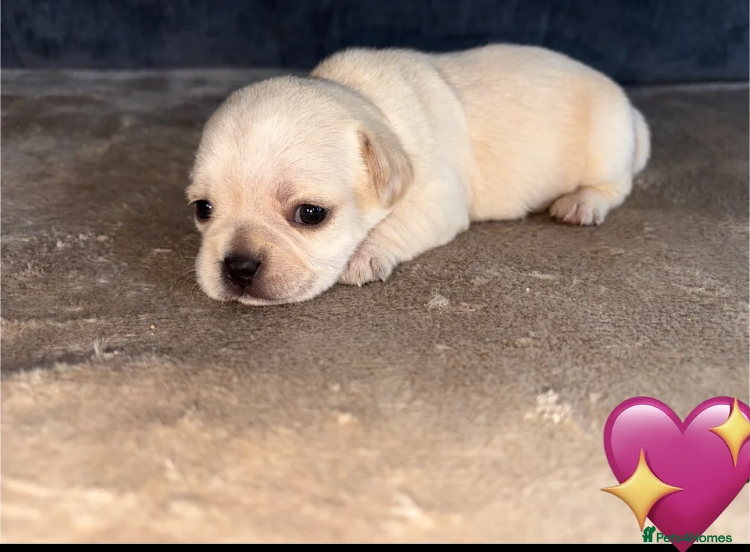 Frug dogs for sale: 6 beautiful Frug Puppies  - Advert 7