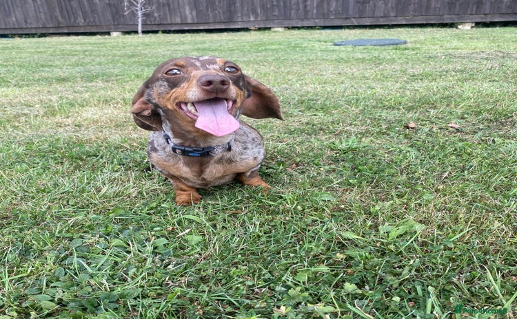 Miniature Dachshund dogs - Advert 9