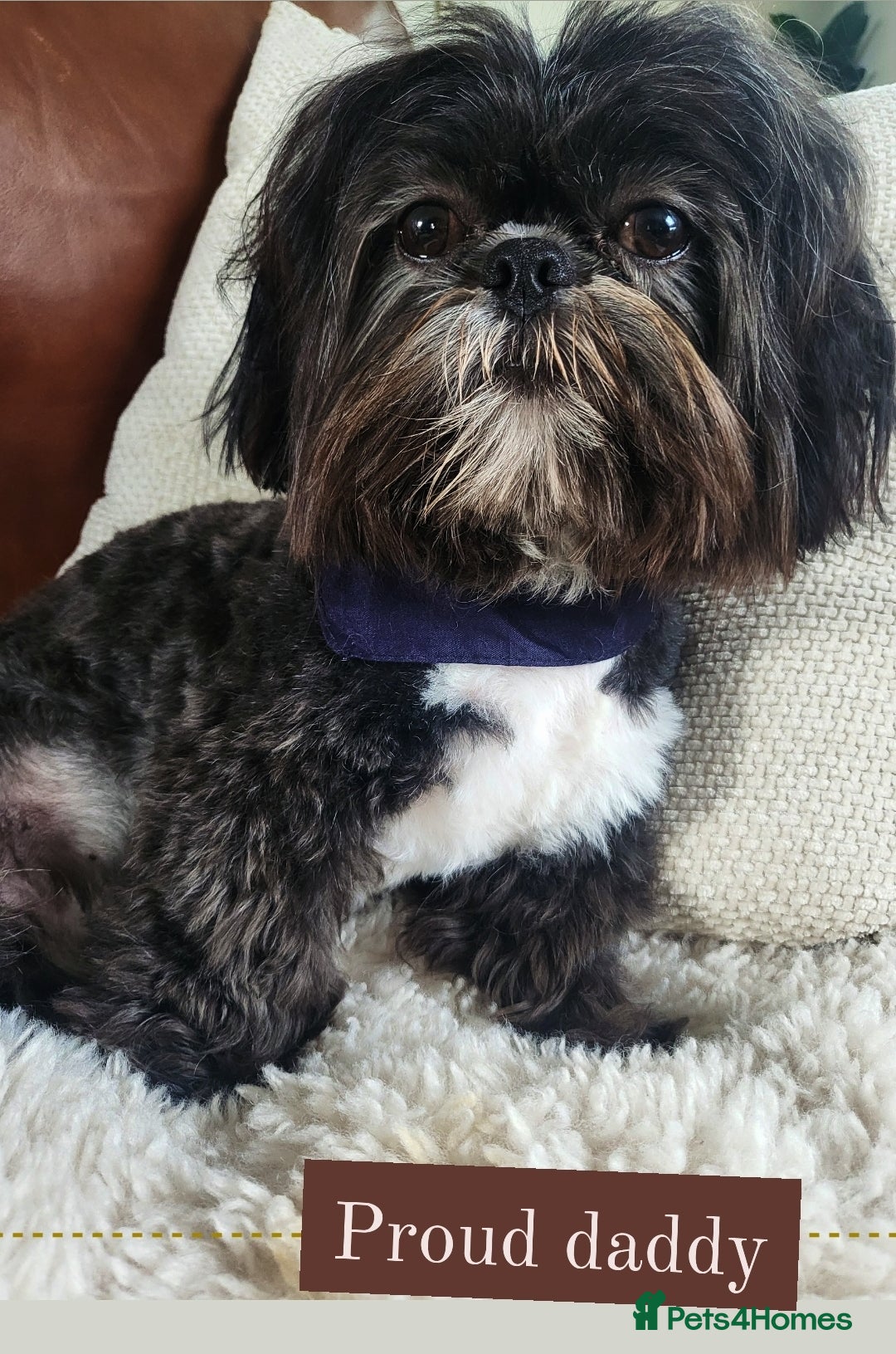 Shih Tzu dogs for sale: Baby shih  tzu puppies - Image 10