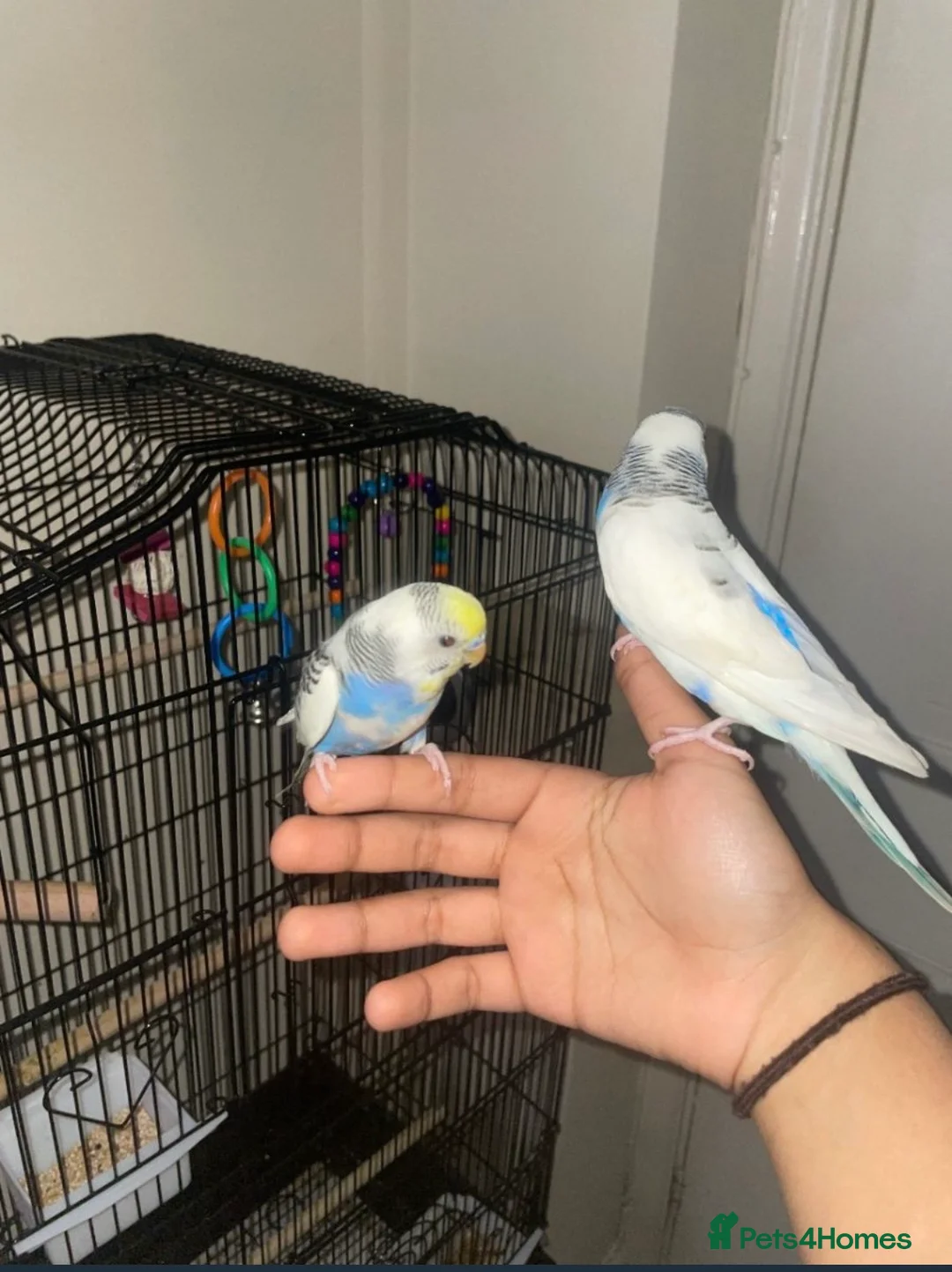 Budgerigars birds for sale: Lonely beautiful budgies (Sold together) - Advert 7