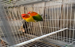 Lovebirds birds for sale: Breeding pair  - Advert 8