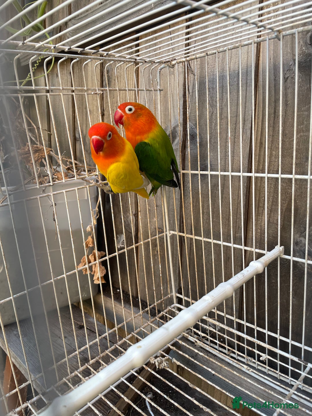 Lovebirds birds for sale: Breeding pair  - Advert 8