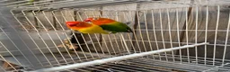 Lovebirds birds for sale: Breeding pair  - Advert 7