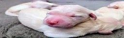 Golden Retriever dogs for sale: Gorgeous golden retriever puppies  - Advert 3