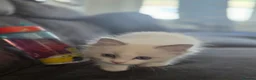 Ragdoll cats for sale: Ragdoll kitten for sale - Advert 6