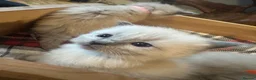 Ragdoll cats for sale: Pure blue point ragdoll kittens  - Advert 33