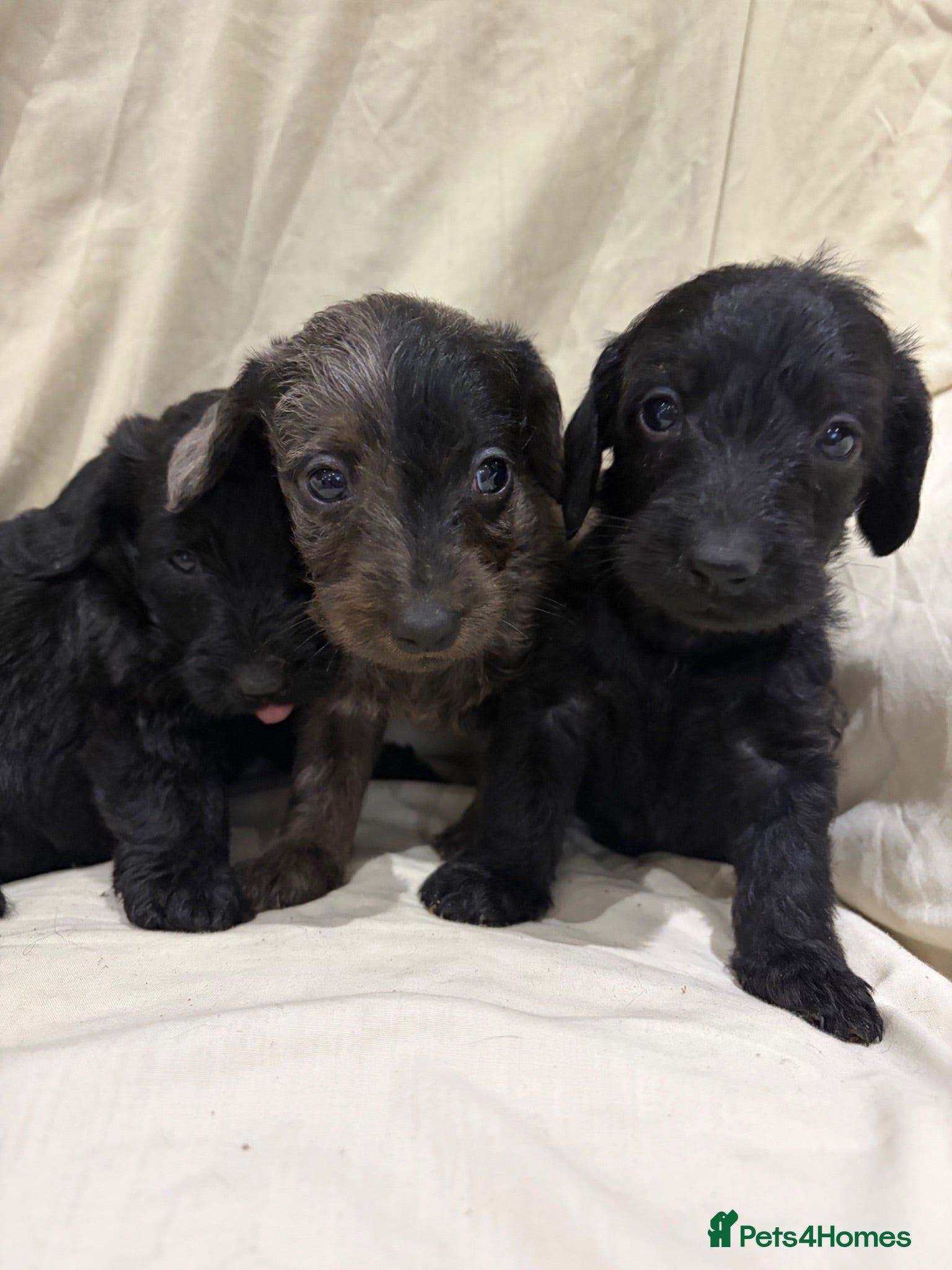 Doxiepoo dogs 1 dapple boy and 2 Jet black Doxiepoos  - Advert 2