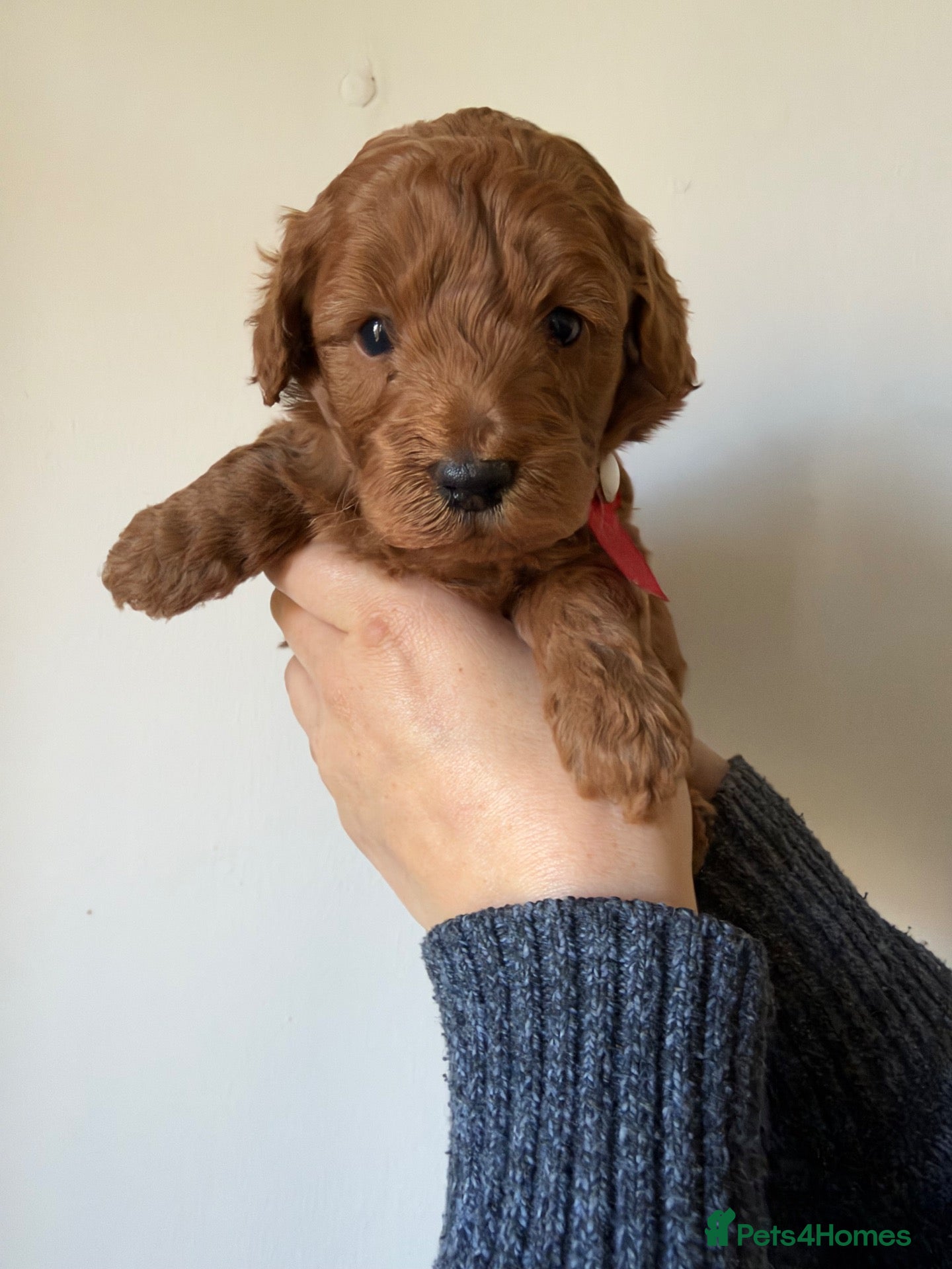 Cavapoo dogs Adorable Cavapoo puppies  - Advert 4