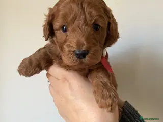 Cavapoo dogs Adorable Cavapoo puppies - Advert 4