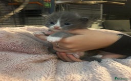 Maine Coon cats for sale: Maine coon x ragdoll  - Image 3