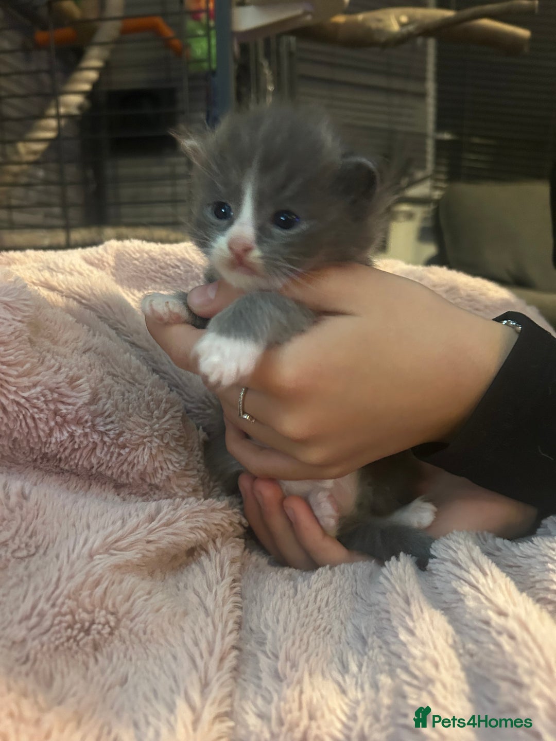 Maine Coon cats for sale: Maine coon x ragdoll  - Image 3