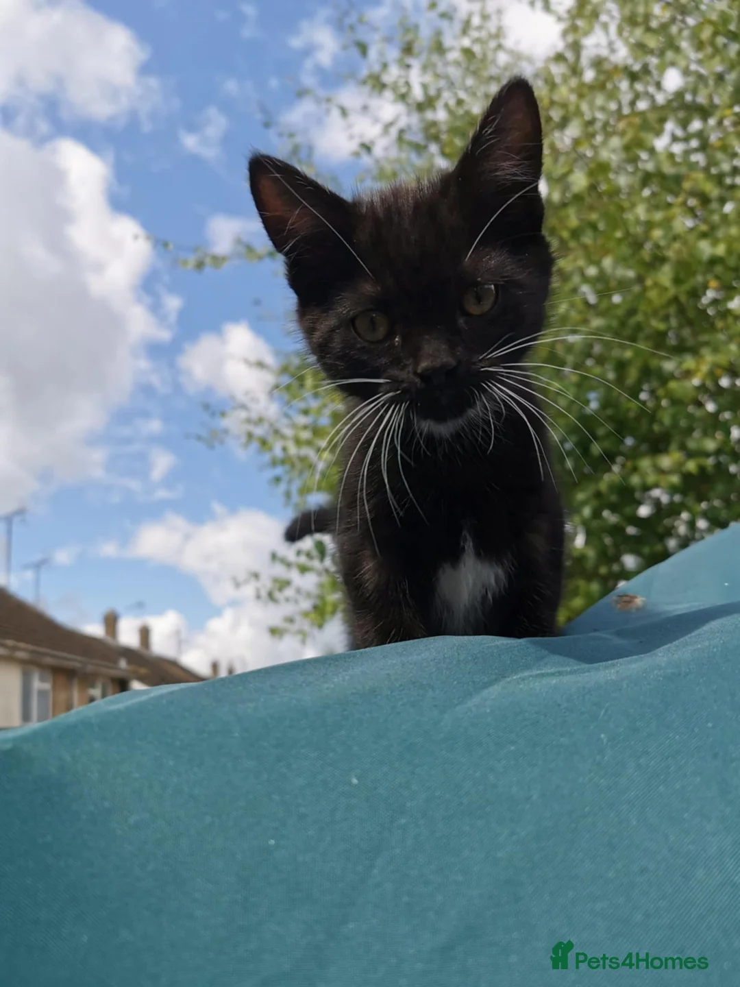 Mixed Breed cats for sale: Beautiful boy - Advert 2