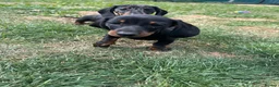 Dachshund dogs for sale: 7 beautiful Dachshunds  - Advert 9