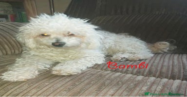 Poochon dogs - Advert 1