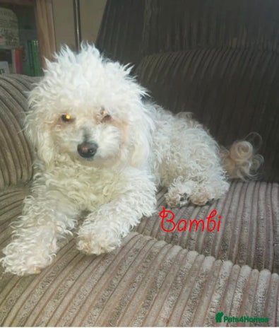 Poochon dogs - Advert 4