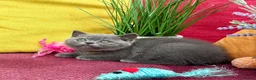 British Shorthair cats for sale: British Shorthairs**READY NOW** - Advert 10