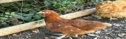 Chickens poultry for sale: Point of lay hens  - Advert 8