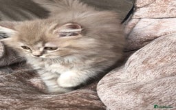 British Longhair cats for sale: 3 X BLH Haired kittens, READY NOW - Image 8