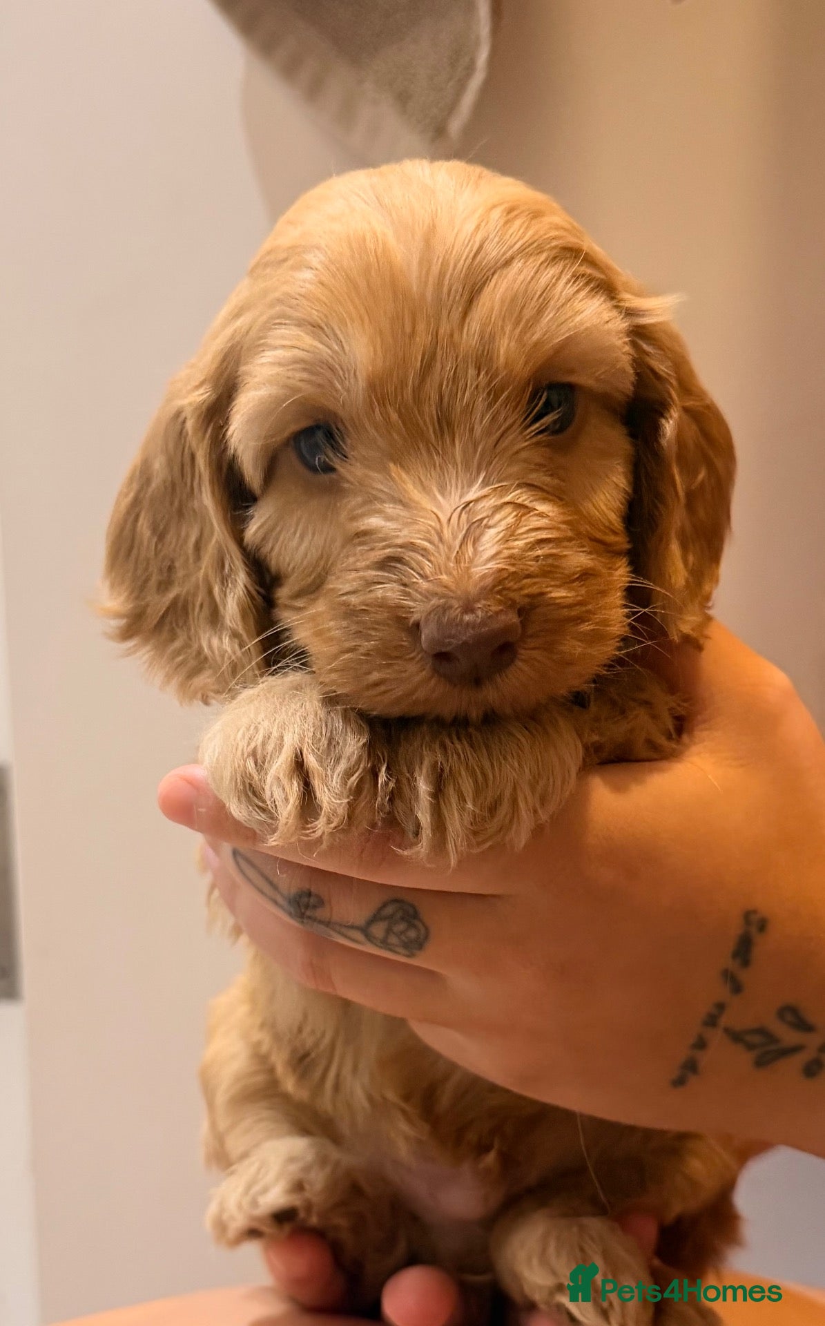 Cockapoo dogs 🐾 Gorgeous F2 Cockapoo Puppies 🐾 - Advert 1