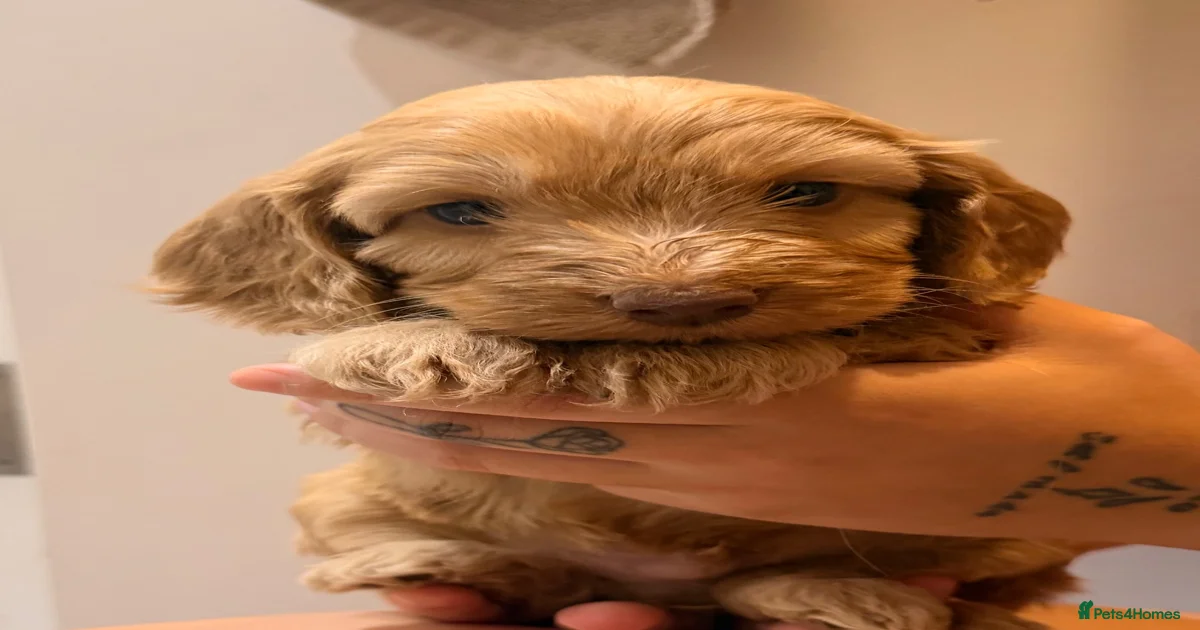 Curly coat dogs Cockapoo Puppies for sale | Pets4Homes