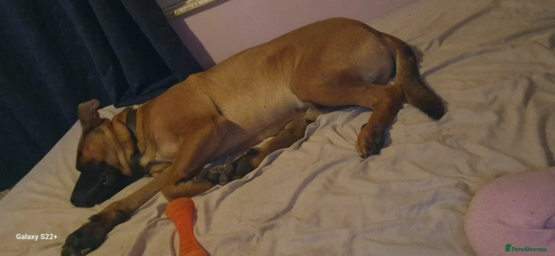 Mixed Breed dogs for stud: sheppered mailinos  - Advert 1