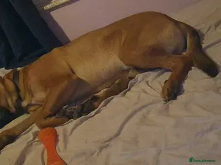 Mixed Breed dogs sheppered mailinos - Advert 3