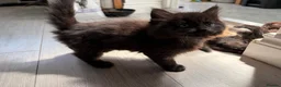 Mixed Breed cats for sale: Beautiful mixed-breed kittens! - Advert 12