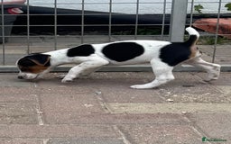 Jack Russell dogs for sale: Quality pure Jack Russell pups  - Image 10
