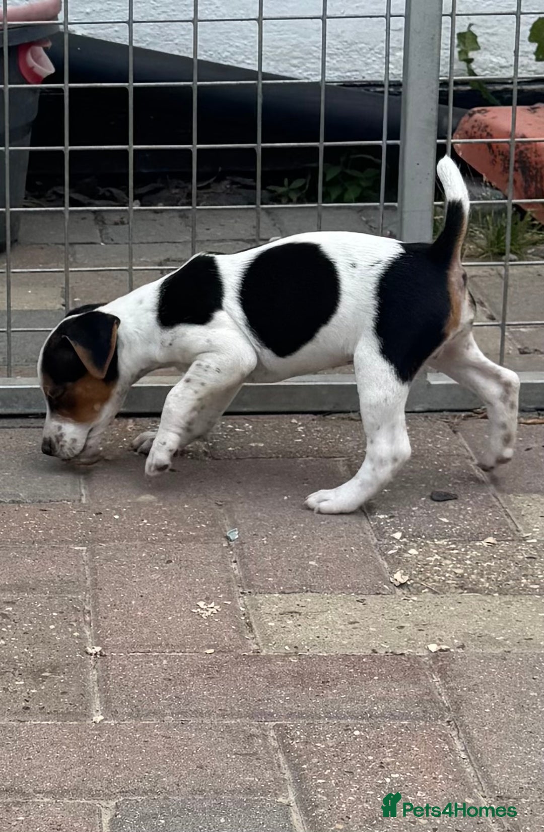 Jack Russell dogs for sale: Quality pure Jack Russell pups  - Image 10